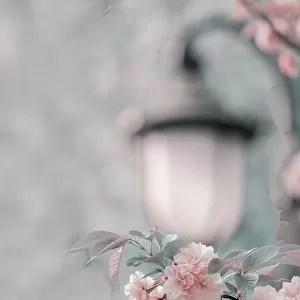 Cherry blossom under street lamp