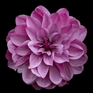 Dahlia pinnata (pink)