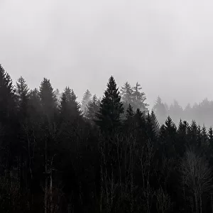 Foggy Woods 7