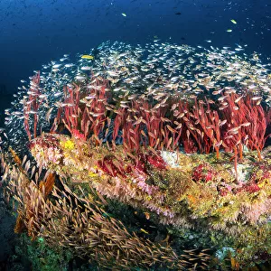 Reefscape of Tachai Pinnacle