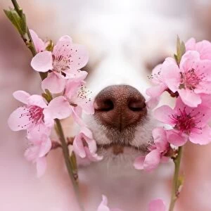 Sniff up the spring vibes