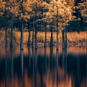 Trees in the Water
