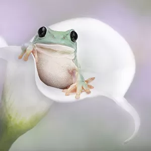 White's Tree Frog on a White Lily