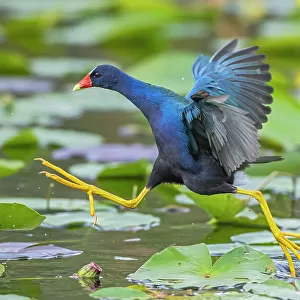 American purple gallinule (Porphyrio martinica) leaping between water lily pads. Everglades National Park, Florida, USA