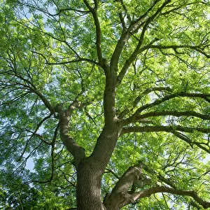 Ash (Fraxinus excelsior) tree in spring. Surrey, UK. May