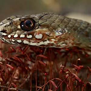 Whip Snake Related Images
