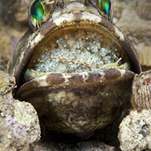 Banded jawfish (Opistognathus macrognathus) male incubating eggs in mouth, which