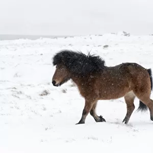 Bay Icelandic horse trotting in the snow, Snaefellsnes Peninsula, Iceland, March