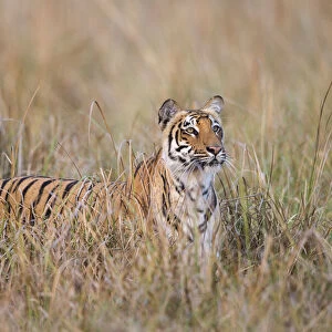 Bengal tiger (Panthera tigris tigris) standing in grassland