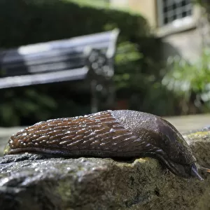 Black slug (Arion ater), brown form, crawling over patio after rain, with house