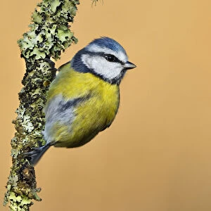 Blue Tit (Cyanistes / Parus caeruleus) perched on lichen-covered twig. Wales, UK, February