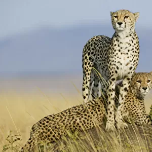 Cheetah (Acinonyx jubatus) mother and cub aged 9 months on termite mound, Masai-Mara Game Reserve