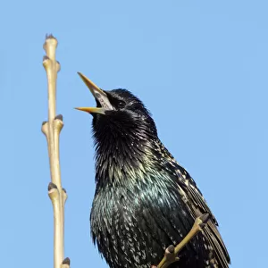 Common starling singing (Sturnus vulgaris) Finland May