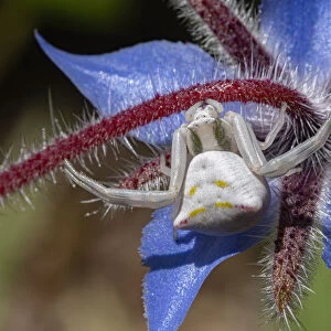 Crab spider (Thomisus onustus) waiting for ambush on Borage flower, Podere Montecucco