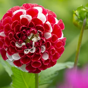 Dahlia York and Lancaster flower, cultivated plant growing in garden border
