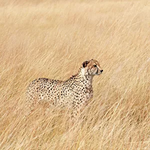 Female Cheetah (Acinonyx jubatus) standing in long grass on the savannah, Okavango Delta, Botswana, Africa
