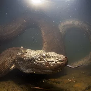 Anaconda Related Images