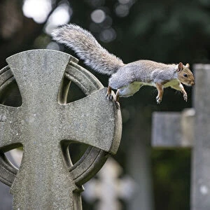 Grey squirrel (Sciurus carolinensis) jumping between gravestones in a churchyard, near Bristol, UK. October