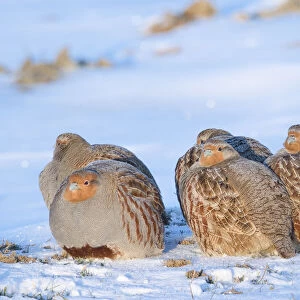 Group of Grey partridge (Perdix perdix) huddled for warmth in snowy field. Near Nijmegen, the Netherlands. February