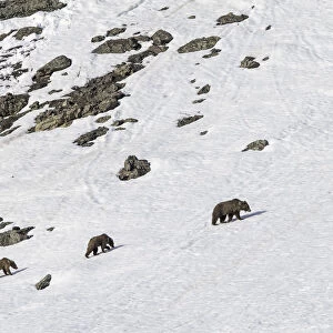 Himalayan brown bear (Ursus arctos isabellinus) female with two young cubs climbing up snowy slope