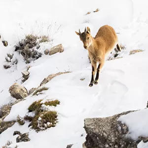 Iberian ibex (Capra pyrenaica) yearling making its way down snow covered slope. Sierra Nevada National Park, Andalusia, Spain. February