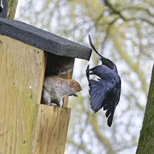 Jackdaw (Corvus monedula) swooping in very close to threaten a Grey squirrel (Sciurus carolinensis) as it stands in the entrance to a nest box the bird wants to nest in which is already occupied by the squirrel and its mate, Wiltshire, UK, March