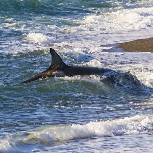 Killer whale / Orca (Orcinus orca) hunting Sea lions (Otaria flavescens) close to the shore, Punta Norte Nature Reserve, Peninsula Valdes, Patagonia, Argentina, Atlantic Ocean