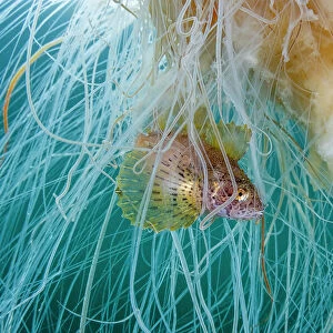Lion's mane jellyfish (Cyanea capillata) with commensal Crested sculpin (Blepsias bilobus) sheltering amongst stinging tentacles, Prince William Sound, Alaska, USA, Pacific Ocean