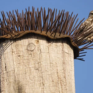 Little owl (Athene noctua) perched on spikes that are used to deter birds, Pusztaszer reserve, Hungary. May