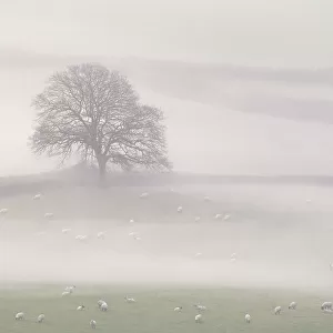 Lone tree in countryside with sheep, in early morning mist, Marshwood Vale, Dorset, UK. November 2020