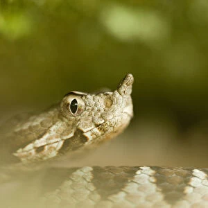 Long-nosed / Sand viper (Vipera ammodytes) portrait, Djerdap National Park, Serbia
