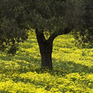 Olive trees surrounded with flowering yellow Bermuda buttercups (Oxalis pes caprae) Kaplika