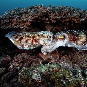 Pair of Broadclub cuttlefish (Sepia latimanus) mating in a coral reef, Kagoshima Prefecture, Japan. Having succeeded in gaining the female's acceptance, the male on the right has wrapped his arms around the female's head