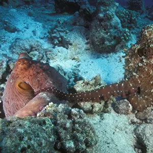 Pair of mating Big blue octopuses (Octopus cyanea) where the male, on the right