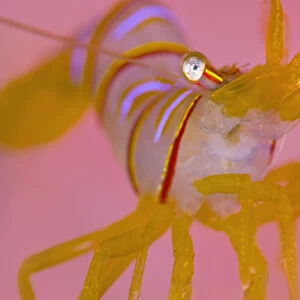 A portrait of a small Candy stripe shrimp (Lebbeus grandimanus) in front of its host pink anemone
