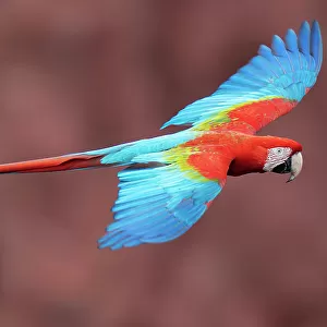 Red and green macaw (Ara chloropterus) in flight, Burraco das Araras, Pantanal wetlands, Mato Grosso do Sul, Brazil