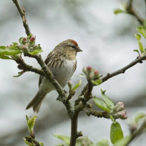 Redpoll (Carduelis flammea) adult male perched. Wales, UK, May