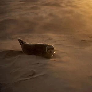 RESTRICTED USE - Common seal (Phoca vitulina) pup resting on a sandbank during a sandstorm