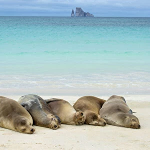 RF - Galapagos sea lions (Zalophus wollebaeki) five females hauled out on a beach