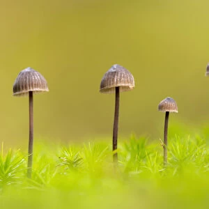 RF - Group of four Mycena toadstools on mossy stump. The New Forest, Hampshire, UK. October. (This image may be licensed either as rights managed or royalty free)