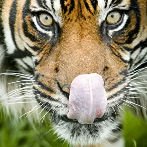 RF - Sumatran tiger (Panthera tigris altaica / Panthera tigris tigris) staring at camera