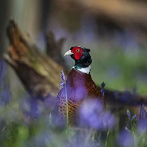 Ring-necked pheasant (Phasianus colchicus) male standing among bluebells during spring