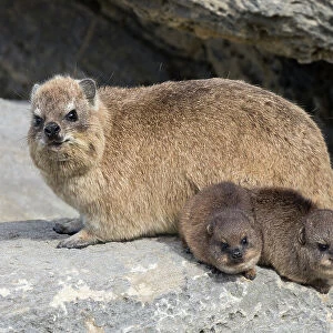 Rock hyrax / dassie (Procavia capensis), with babies, De Hoop Nature Reserve, Western Cape, South Africa