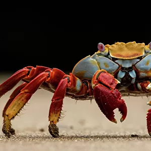 Sally Lightfoot crab (Grapsus grapsus) on beach, portrait, Santiago Island, Galapagos National Park, Galapagos Islands