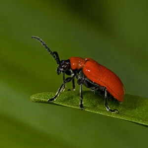 Scarlet lily beetle (Lilioceris lilii) Nottinghamshire, England, UK, May. Introduced species