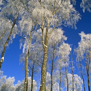 Silver birch trees coated in hoar frost {Betula verrucosa} Strathspey, Scotland, UK