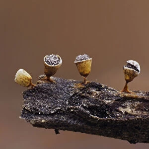 Slime mould (Craterium minutum) tiny sporangia in various stages of development on tiny