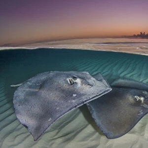 Southern stingrays (Hypanus americanus) swimming over a sand bar in the early morning