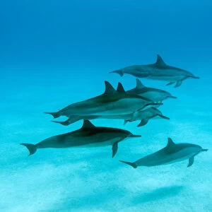 Spinner dolphins (Stenella logirostris) small pod in within Midway atoll, Midway, Pacific