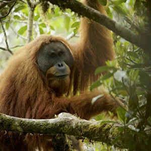 Tapanuli Orangutan (Pongo tapanuliensis). Togus, adult flanged male. Batang Toru Forest